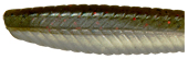 Виброхвост Pontoon 21 Homunculures Ratta 3 25 P21 SB RATTA 3 25 07 105